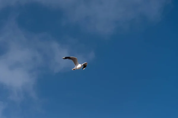 Måsen Flyger Isolerad Skyn — Stockfoto