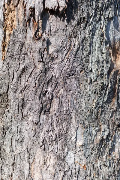 Abstract Texture Bark Tree — Stock Photo, Image