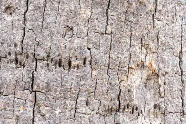 Struktura Kůry Stromů Trhlinami — Stock fotografie