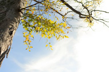 Sonbahar yapraklı ağaç güneşte.