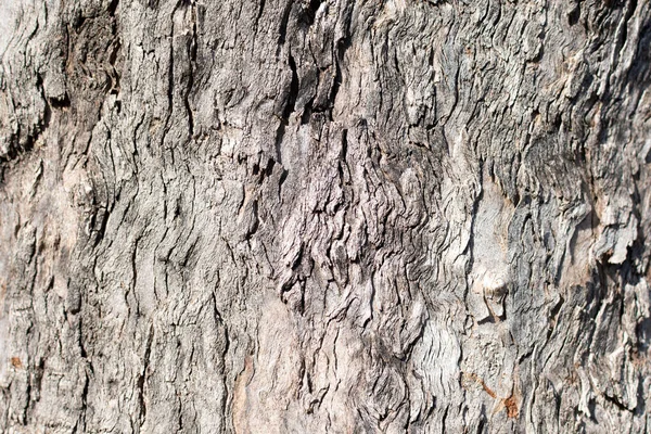 Textura Abstracta Corteza Árbol —  Fotos de Stock