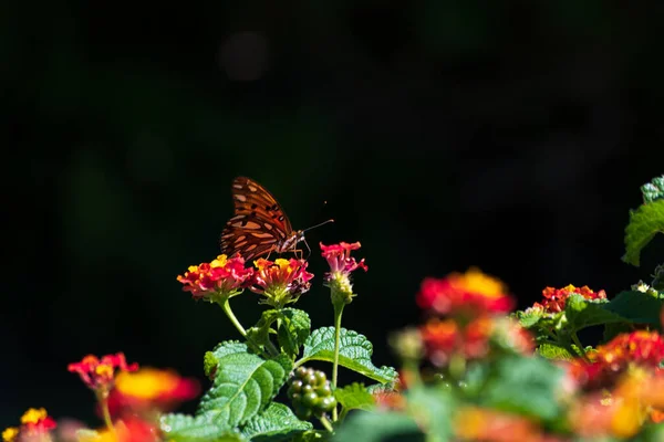 Papillon Monarque Perché Sur Les Fleurs — Photo