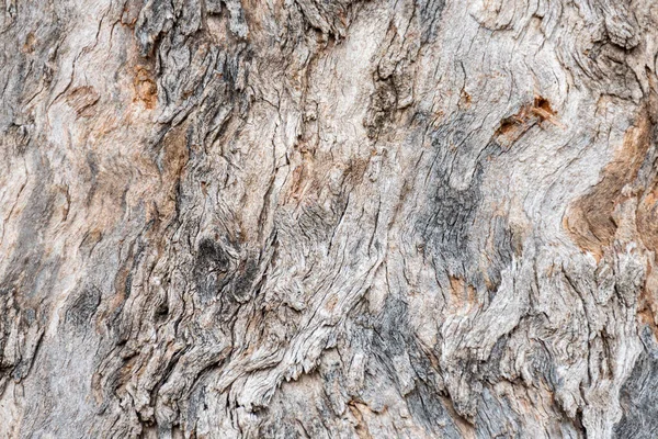 Barevná Textura Kůry Stromů — Stock fotografie