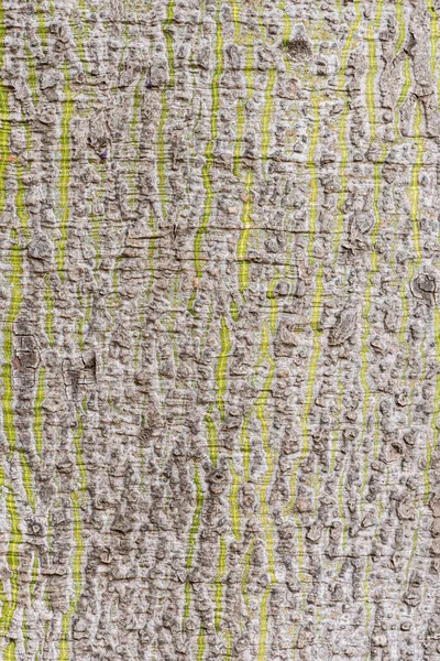 油菜树下部树皮的垂直纹理 — 图库照片