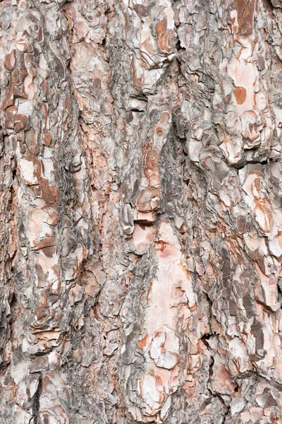 树皮的色泽非常五彩斑斓 很粗糙 — 图库照片