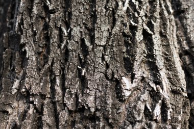 Ağaç kabuğunun soyut dokusu.