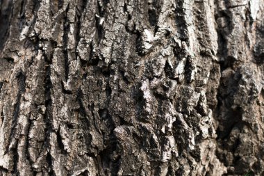 Ağaç kabuğunun soyut dokusu.