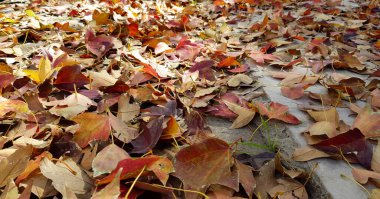 Selective focus of a ground covered by tree leaves with autumn colors.