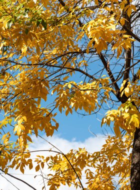 Yellow autumn leaves on a tree and sky in the background.