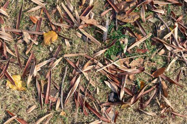 Background of pods and dry leaves on grass.