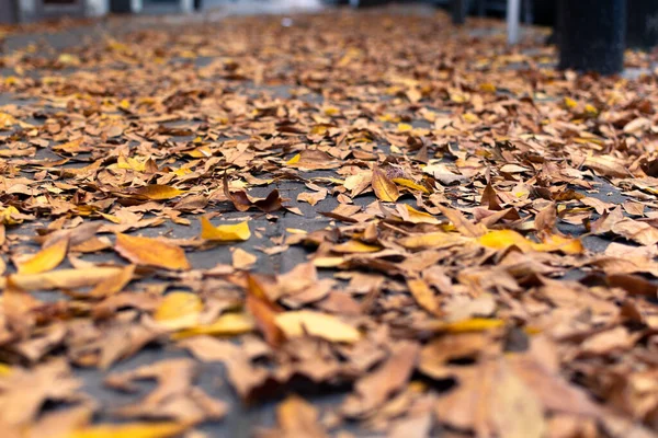 Several dry tree leaves on the tiles of a sidewalk. Autumn image concept.