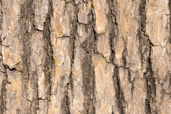 粗糙的树皮的纹理 — 图库照片