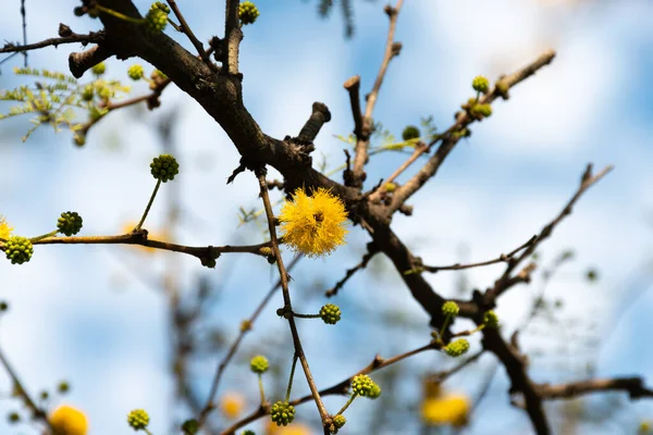 Acacia Tree Hawthorn Flowering Spring Its Characteristic Yellow Color — Fotografia de Stock