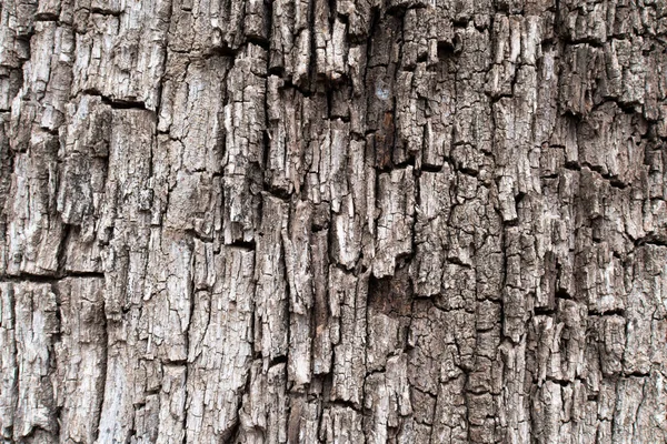 Fondo Corteza Árbol Bastante Agrietada —  Fotos de Stock