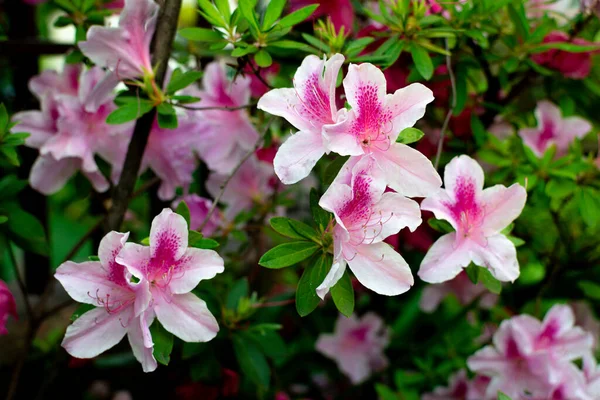 Várias Flores Azálea Rhododendron Simsii Planch Rosa Claro — Fotografia de Stock