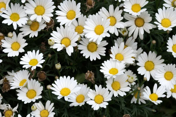 白い花弁と黄色の中心が付いているデイジーの花でロードされた低木 — ストック写真