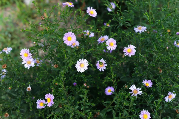 Bahçedeki küçük leylak çiçekleri