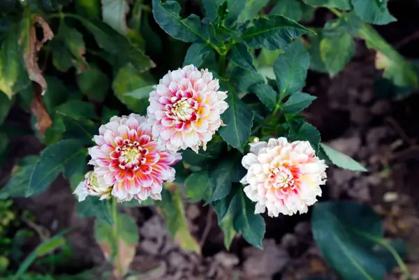 Yazın bahçede pembe çiçekler