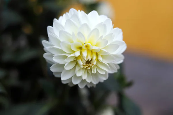 Bahçede beyaz bir çiçek makrosu 