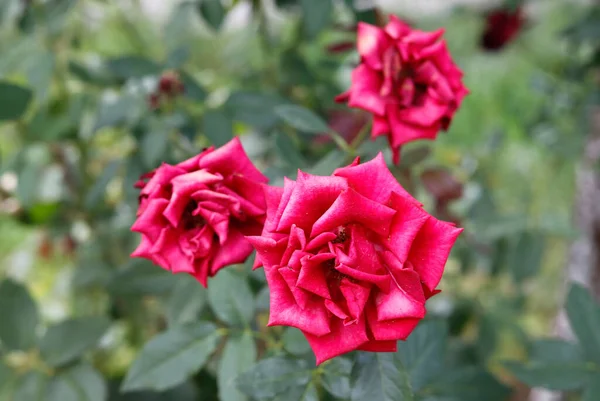 Yazın bahçede kırmızı güller