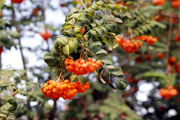 Bahçede Rowan Brunch — Stok fotoğraf