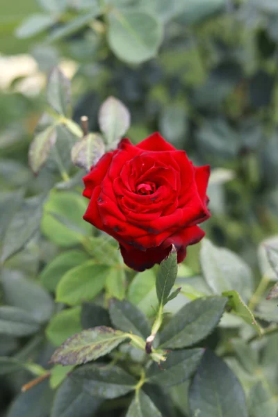 Bahçede dikey bir kırmızı gül