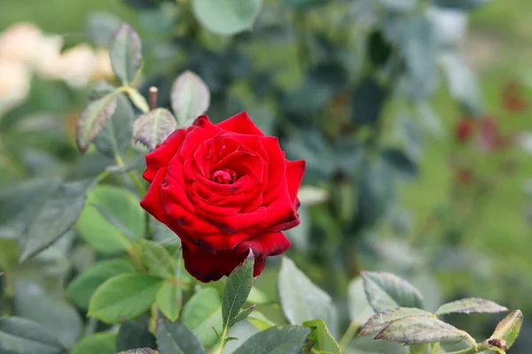 Bahçede kırmızı bir gül, at pozisyonu.