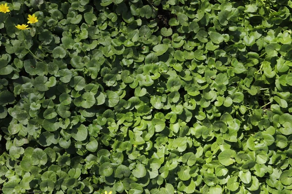 Yeşil yapraklar, bahar dokusu