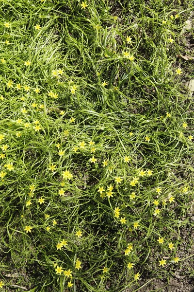 Yeşil çimenler ve sarı çiçekler, bahar deseni