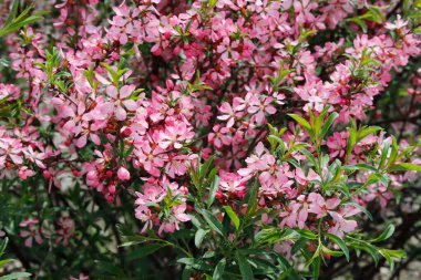 Bahçede çiçek açan güzel çiçekler