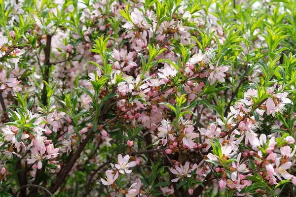 Bahçede çiçek açan güzel çiçekler