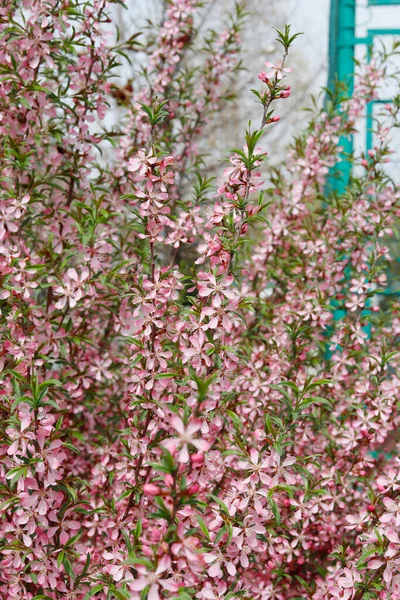 Bahçede çiçek açan güzel çiçekler