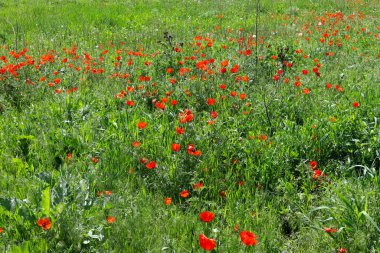 Yaz tarlasında haşhaş çiçekleri.