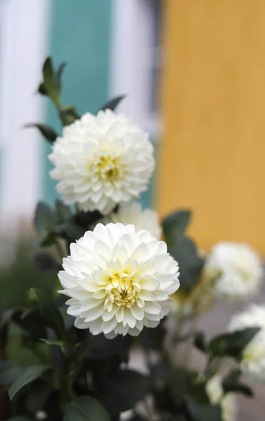 Bahçede beyaz çiçekler