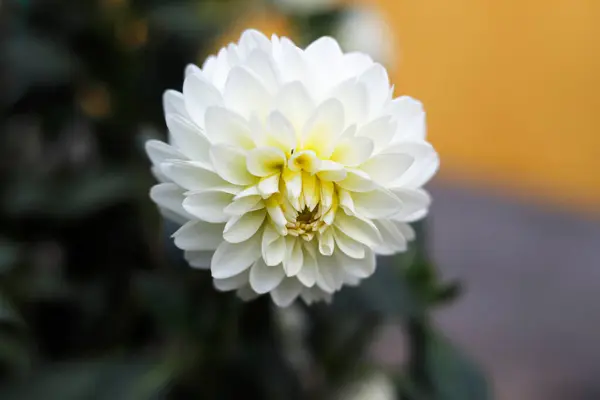 Beyaz yıldız çiçeği, güzel çiçek arkaplanı.