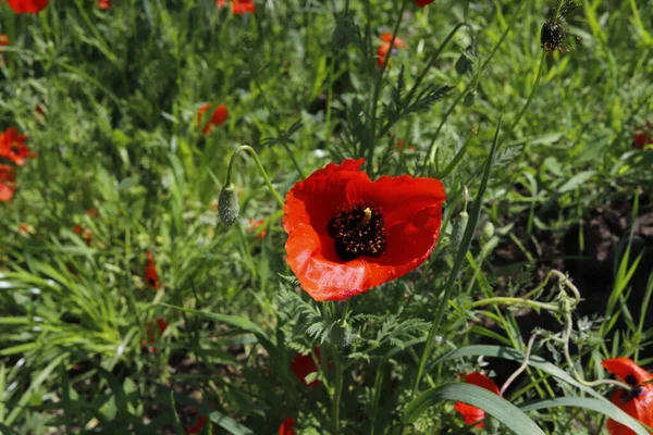 tarlada kırmızı gelincik çiçeği