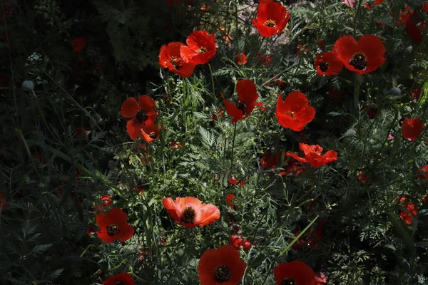 Kırmızı gelincikler tarlada