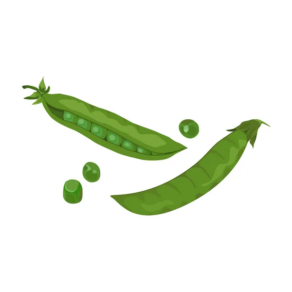 Open and whole closed pea pod and single peases set. Vector element on white background for cooking ingredients illustration, organic and farm product label design — 图库矢量图片
