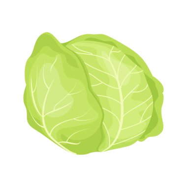 Vector illustration of cabbage in flat style. Farm fresh veggie just from the garden. Healthy food design. Organic eco vegetable for salads.