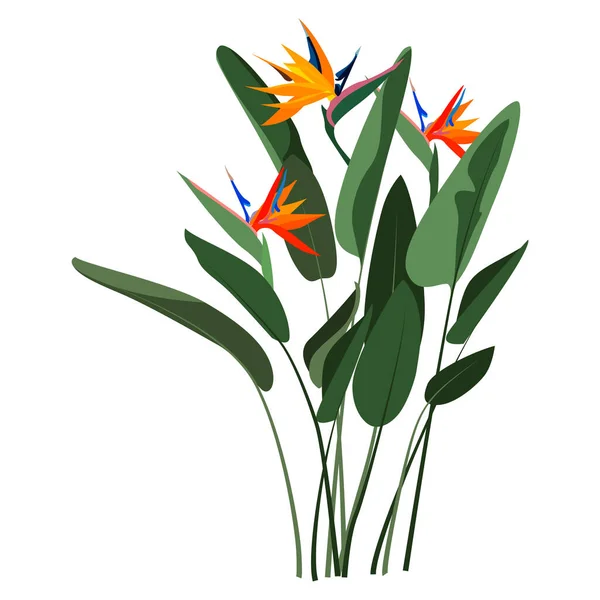 스트리트 레지네 오렌지 꽃 부케는 흰색 배경에 분리되어 있다. 녹색 잎, 주황 및 보라색 꽃. 두루미 꽃 또는 극락조라고 불리는 남아프리카 공화국 의식 물. — 스톡 벡터