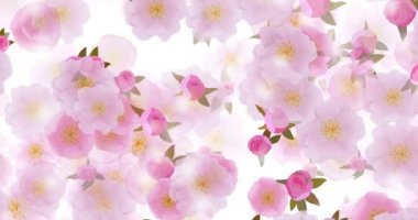Abstract floral motion background animation of sakura cherry flowers
