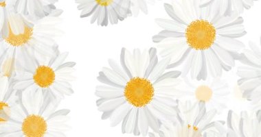 Abstract floral motion background animation of chamomile