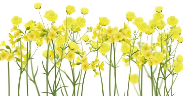 Реалистичные желтые ранункулы и первобытные цветы — стоковое видео