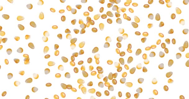 Багато зерна кукурудзи на білому тлі. Жовте солодке кукурудзяне насіння. Здорова їжа . — стокове відео