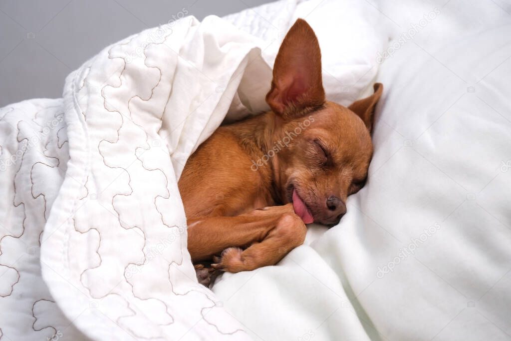 A small red dog sleeps on his master's bed and pillow
