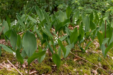 Vadi çiçeklerinin vahşi zambakları. 1 Mayıs 'ta Alsace' de aylaklar ormandaki küçük güzel beyaz çanları toplarlar..