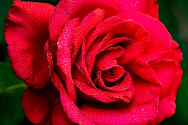 Close Red Rose Wet Morning Dew Purple Red Colors Flower — Stock Photo, Image