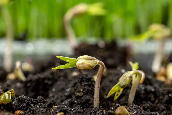 Close Germination Mung Seeds Soil — Stock Photo, Image