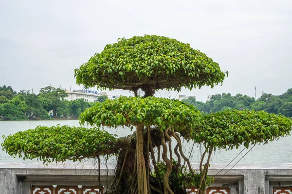 Bonsai Δέντρο Στη Λίμνη Hoan Kiem Στο Ανόι — Φωτογραφία Αρχείου