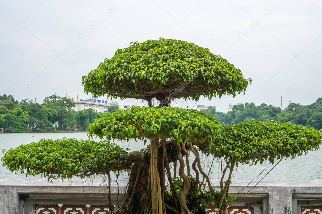 Bonsai Tree on Hoan Kiem Lake in Hanoi